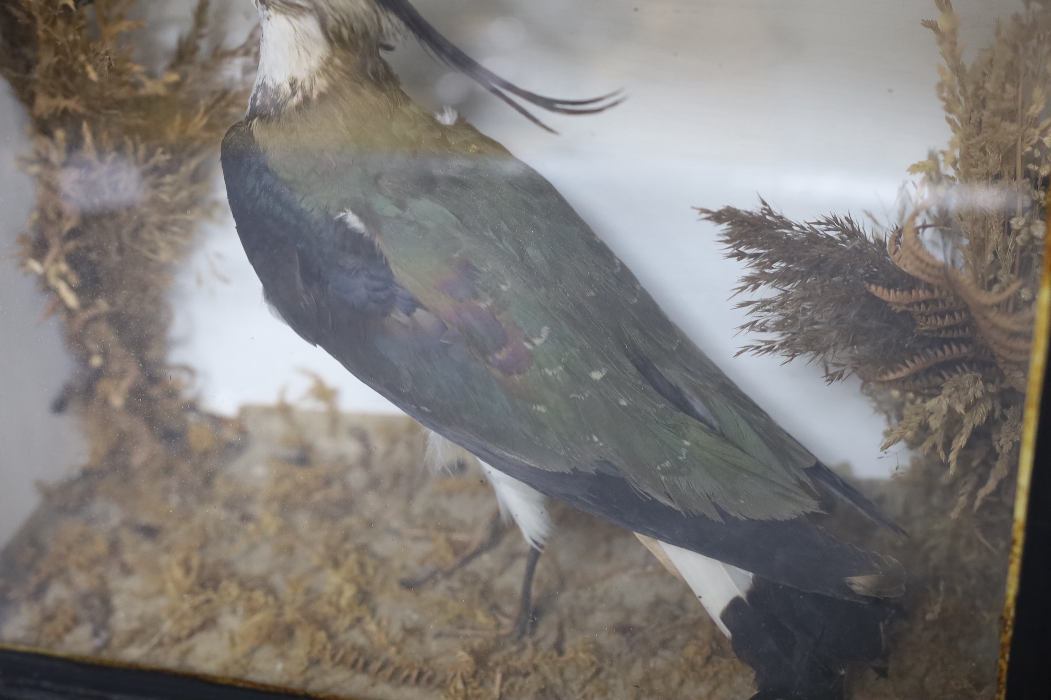 A cased taxidermy Lapwing, case 34.5cms wide x 28cms high